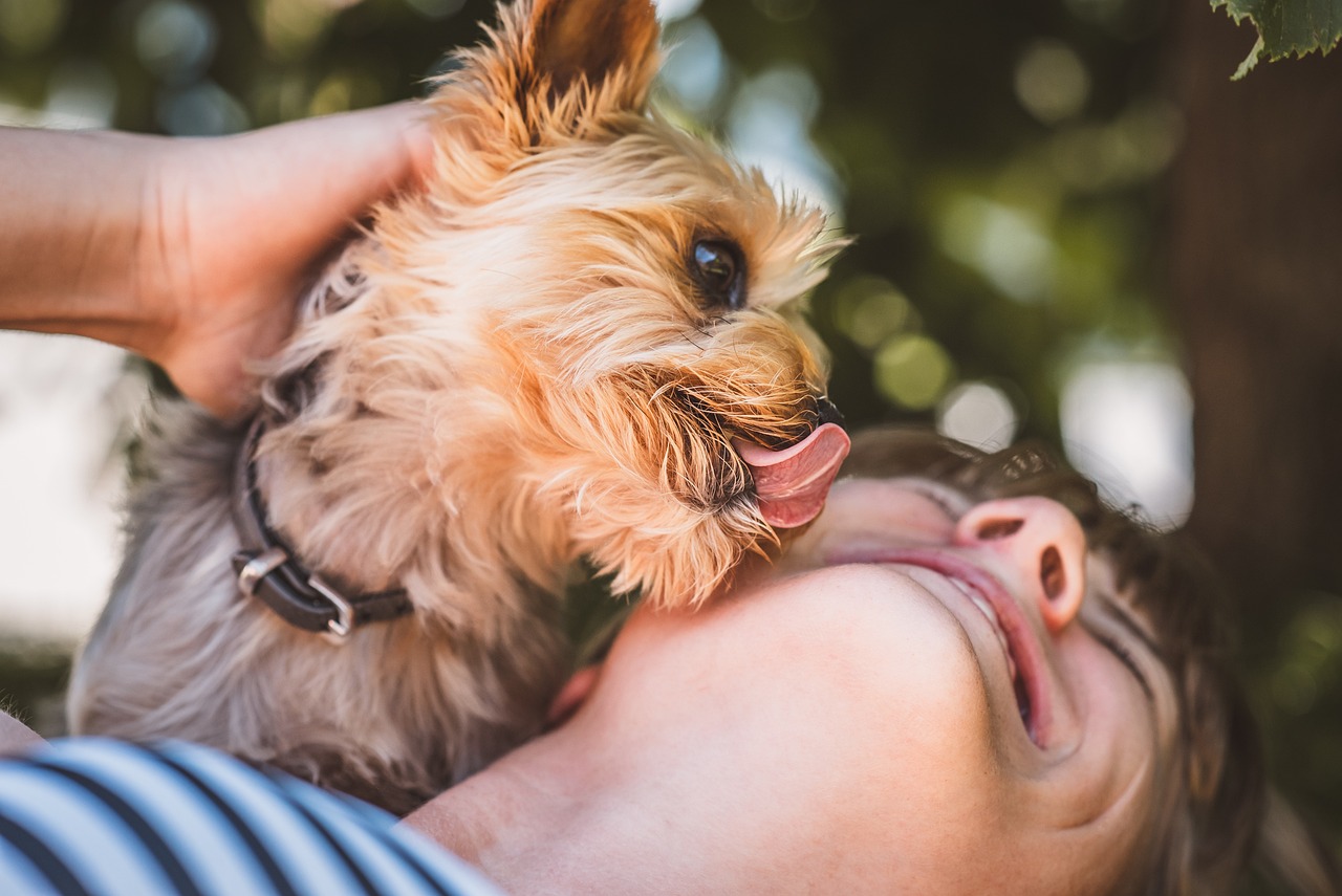 Why do dogs lick human? Is it harmful?